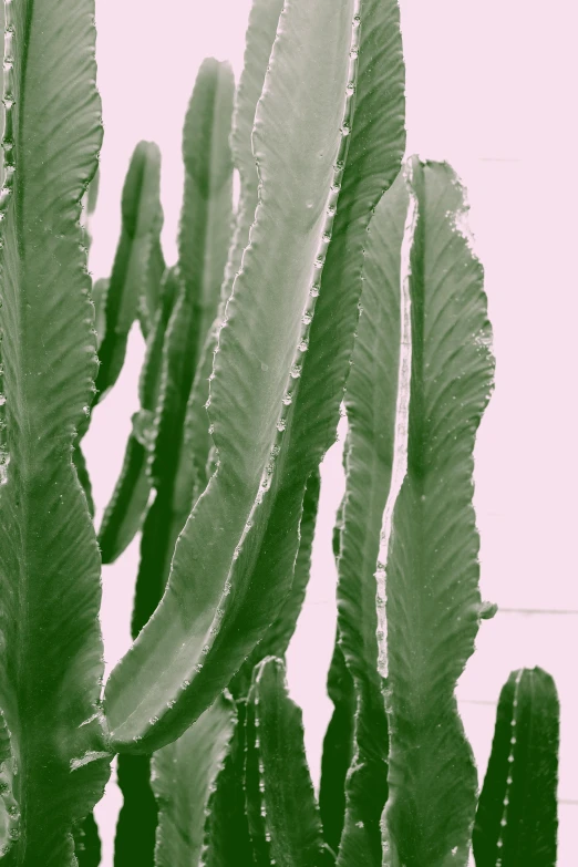 a black and white photo of a cactus plant, an album cover, inspired by Jacopo Bassano, trending on pexels, romanticism, pink and green, made of leaves, overexposed photograph, ((oversaturated))