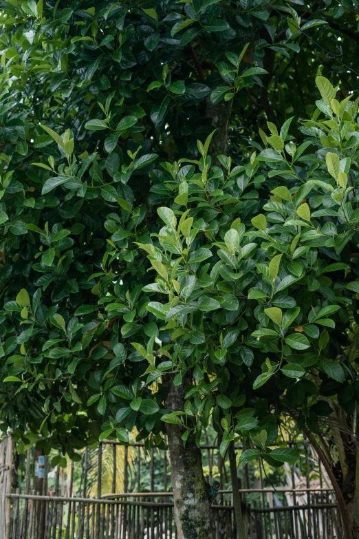 a giraffe standing on top of a lush green field, huge ficus macrophylla, with lemon skin texture, highly polished, various sizes