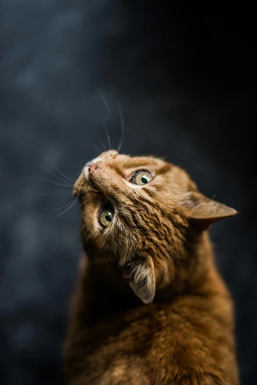 a close up of a cat on a black background, an album cover, by Andries Stock, trending on unsplash, ginger cat in mid action, looking up into the sky, on a gray background, 8 k what