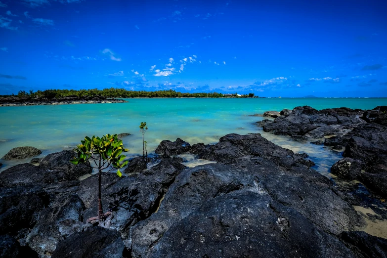 a small tree sitting on top of a rocky beach, lush oasis, black sand, vibrant blue, moana