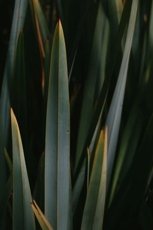 a close up of a plant with green leaves, unsplash, hurufiyya, multiple stories, sleek spines, brown, low - light photograph