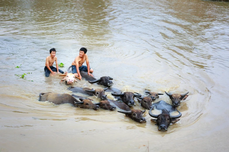 a couple of men standing next to a herd of water buffalo, by Jan Tengnagel, pexels contest winner, flooding, ja mong, thumbnail, swimming