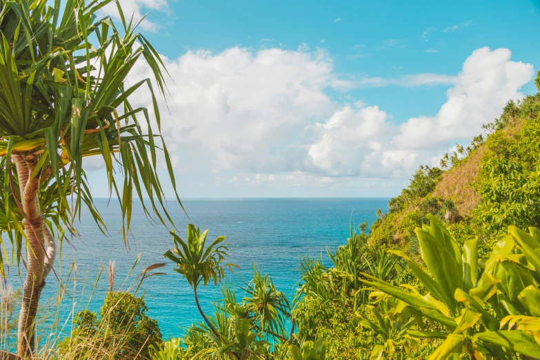 a view of the ocean from the top of a hill, cabbage trees, lush jungle, jen atkin, azure water