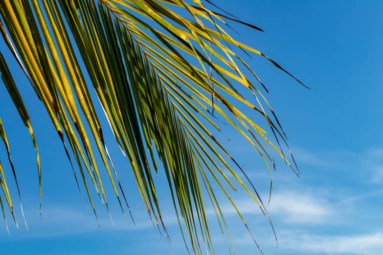 a man standing on top of a beach next to a palm tree, by Matthias Stom, unsplash, clear blue skies, leaves on branches, avatar image, close-up shot