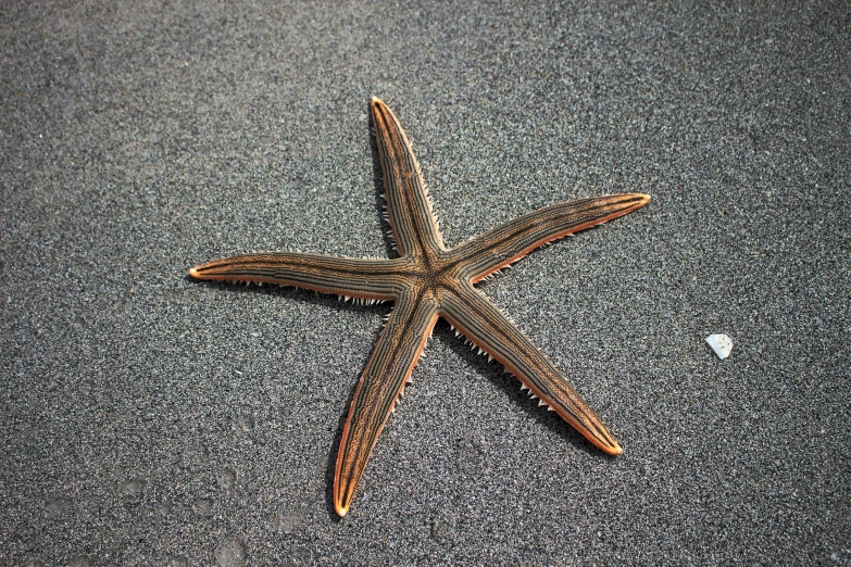 a close up of a starfish on a surface, pexels contest winner, hurufiyya, black sand, wide-angle view, brown, full - length photo