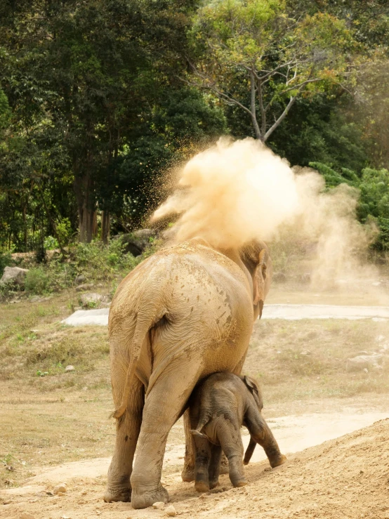 a baby elephant standing next to an adult elephant, pexels contest winner, sumatraism, exploding into dust, embarrassing, laos, splash image