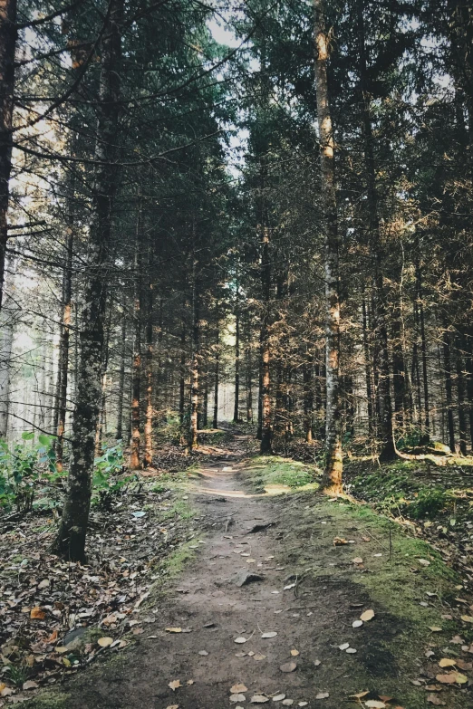 a dirt path in the middle of a forest, dark pine trees, tall trees, bright nordic forest, ((trees))