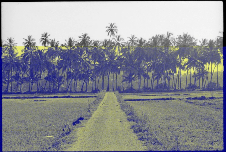 a road in a field with palm trees in the background, by T. K. Padmini, flickr, op art, color negative, panorama distant view, yellow and blue, glass negative