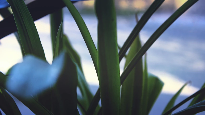 a close up of a plant on a window sill, a picture, unsplash, visual art, small reeds behind lake, shot on kodak vision 200t, tropical leaves, black and green