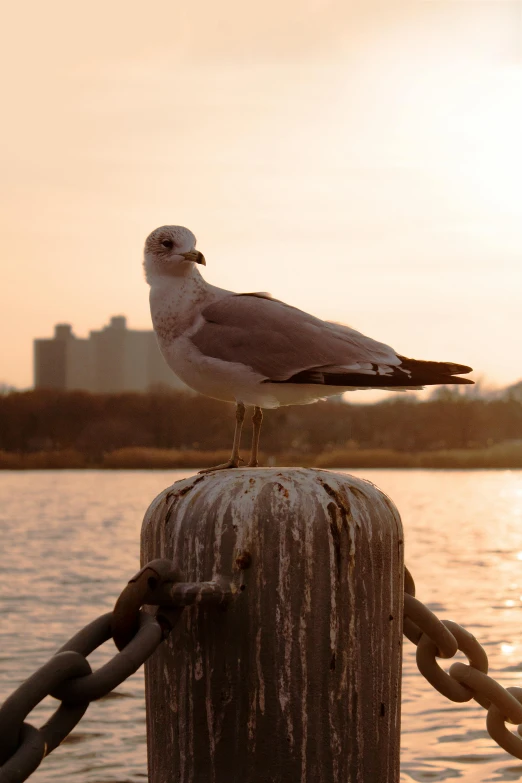 a seagull sitting on a post next to a body of water, golden hour in manhattan, towering over the camera, sittin