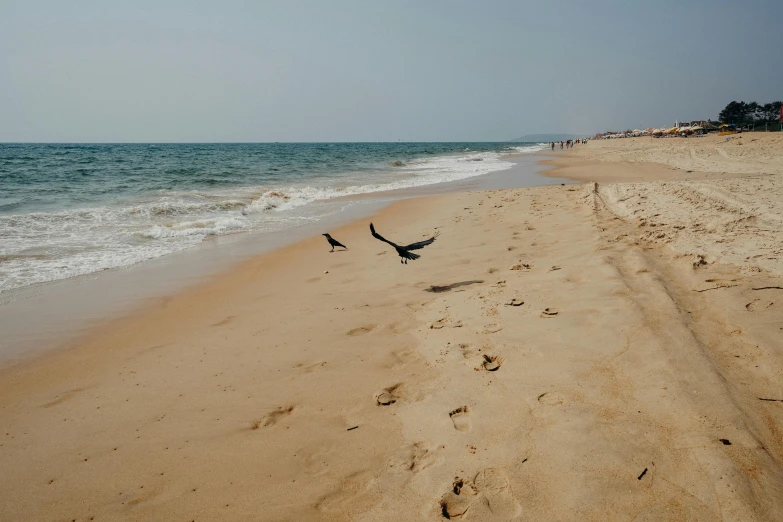 a bird flying over a sandy beach next to the ocean, arabesque, footprints, male and female, road trip, india