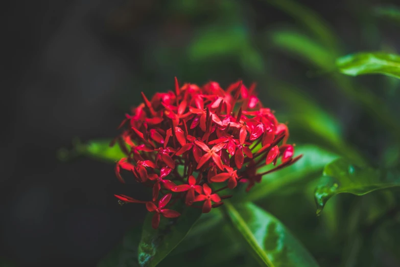 a red flower with green leaves in the background, pexels contest winner, hurufiyya, exotic alien flora, instagram post, rain lit, ( ( ( kauai ) ) )