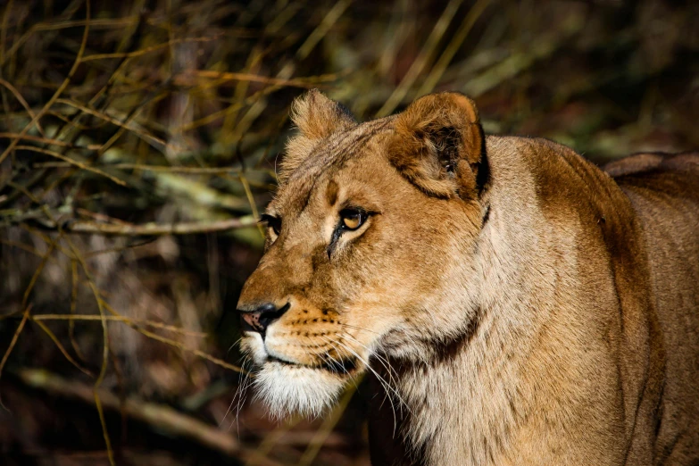 a close up of a lion in a wooded area, malika favre, female gigachad, taken with sony alpha 9, australian