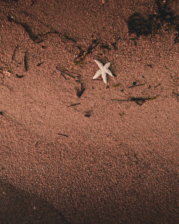 a white starfish sitting on top of a sandy beach, an album cover, by Attila Meszlenyi, unsplash, land art, brown skin like soil, taken in the night, a high angle shot, red dusty soil