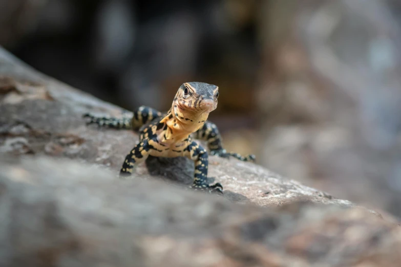 a small lizard sitting on top of a rock, pexels contest winner, sumatraism, australian, avatar image, scorpions, a wooden