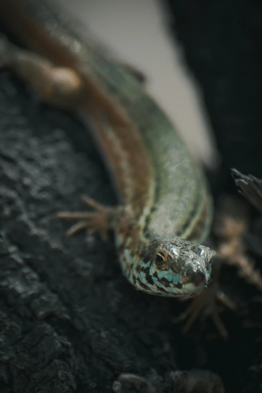 a lizard sitting on top of a tree branch, a macro photograph, unsplash, highly detailed textured 8k, mid 2 0's female, a high angle shot, holographic creatures