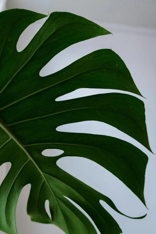 a close up of a leaf of a plant, trending on pexels, on grey background, monstera deliciosa, large tall, photograph”