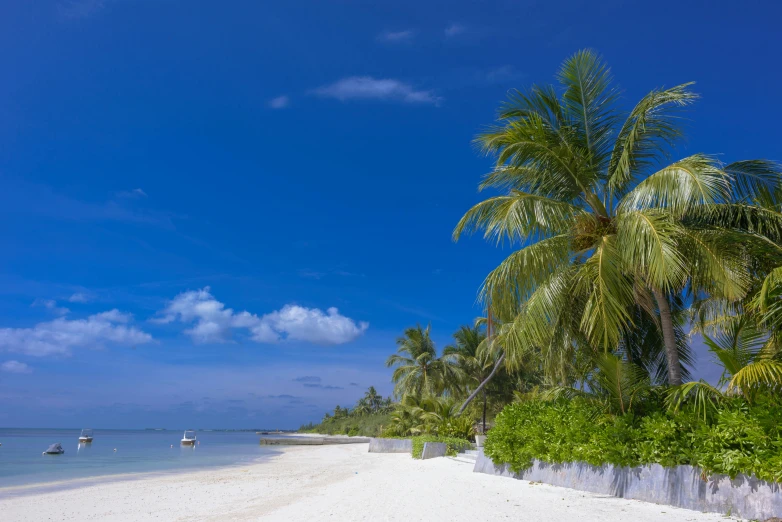 a beach with white sand and palm trees, unsplash, hurufiyya, slide show, maldives in background, grey, clear blue sky