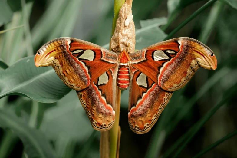 a close up of a moth on a plant, inspired by Marianne North, trending on pexels, symmetric body, cinnamon skin color, scarlet emerald, a handsome