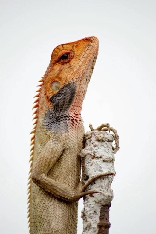 a close up of a lizard on a pole, a photo, by Carey Morris, trending on pexels, photorealism, sri lanka, on a pale background, slide show, photographed for reuters