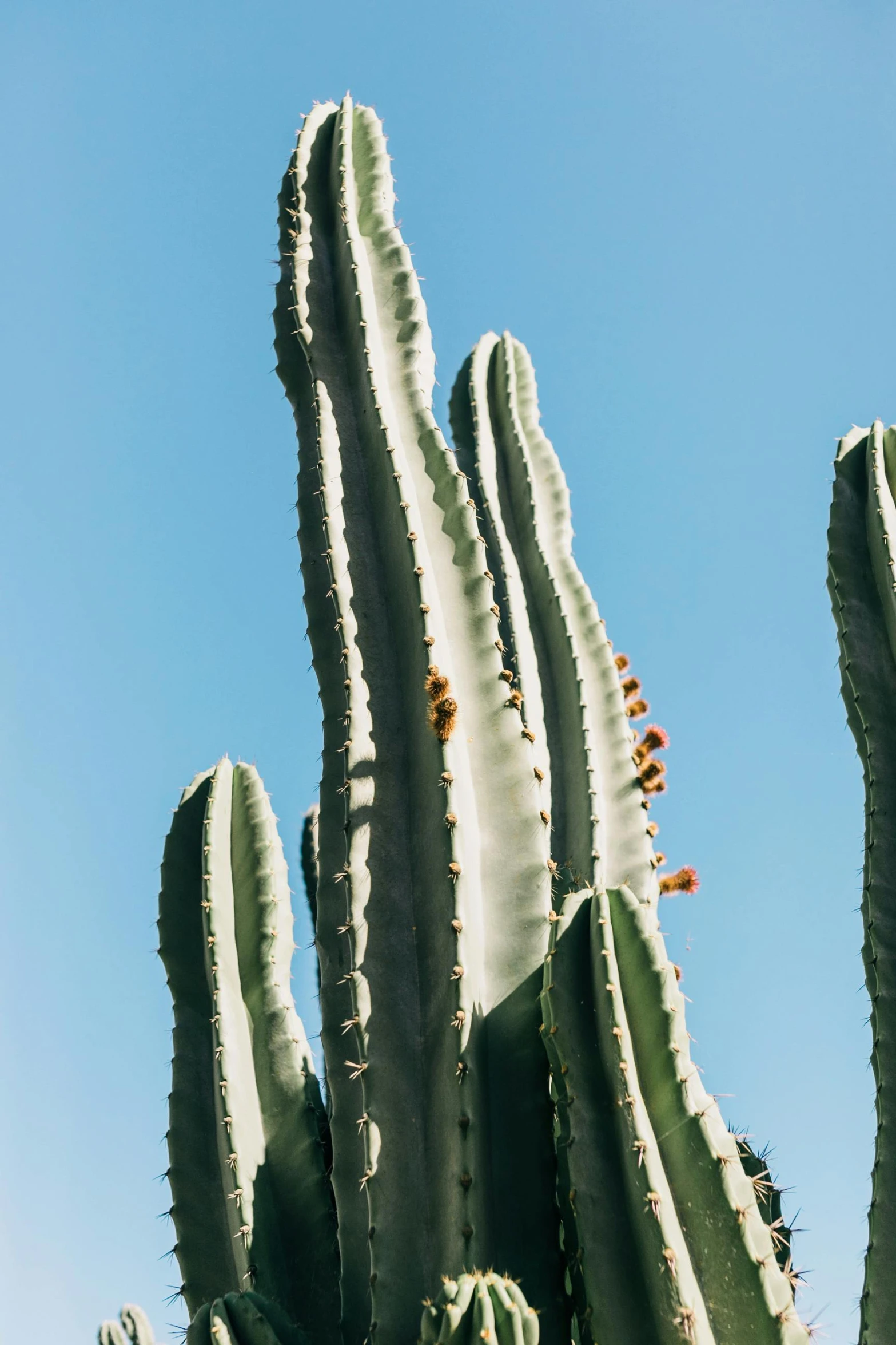 a group of cactus plants against a blue sky, trending on pexels, insect wings, tall thin, mexico city, canopee