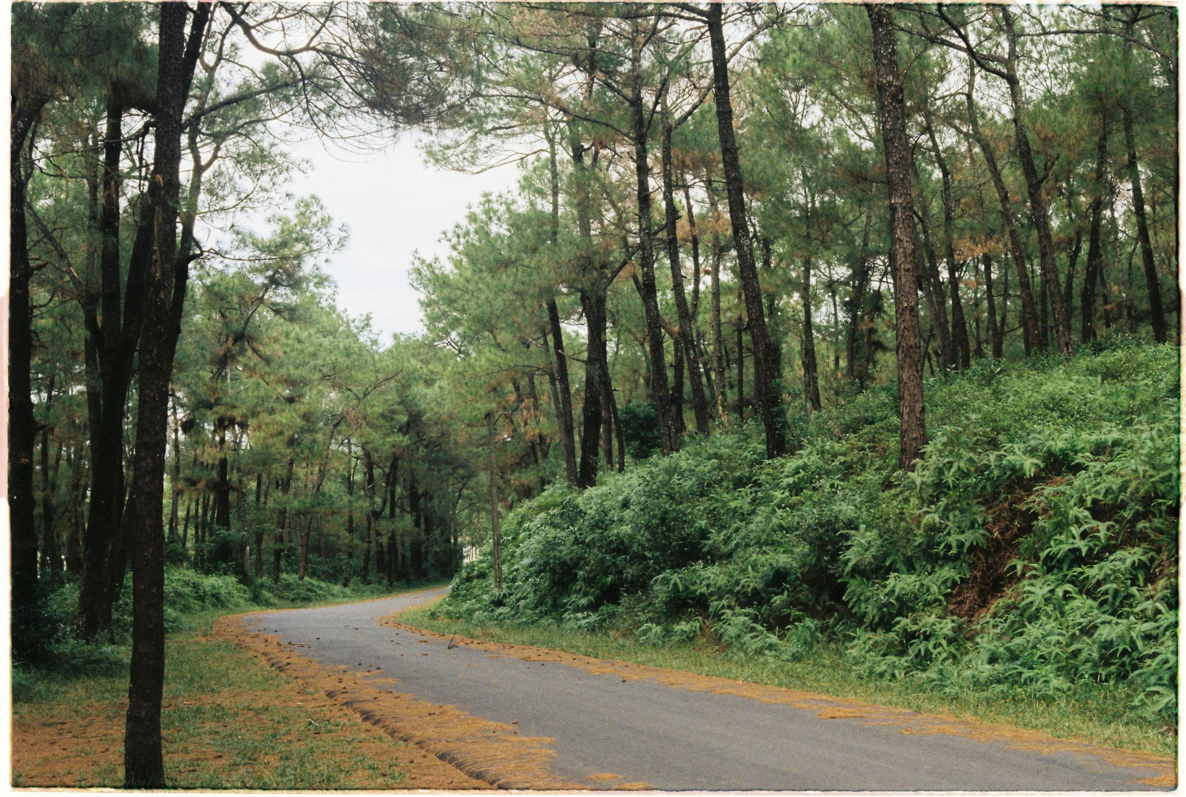 a forest filled with lots of trees next to a road, by Nathalie Rattner, shin hanga, 1990s photograph, phuoc quan, maritime pine, colour photograph