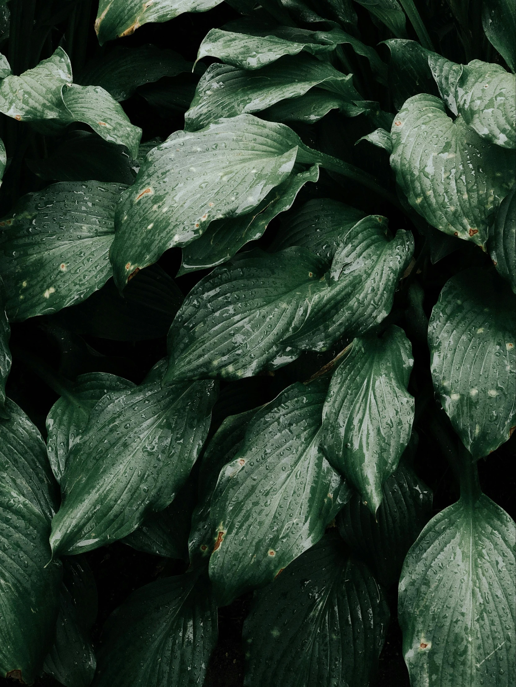 a close up of a plant with green leaves, an album cover, inspired by Elsa Bleda, trending on pexels, rain aesthetic, rich in texture ), lillies, dark green