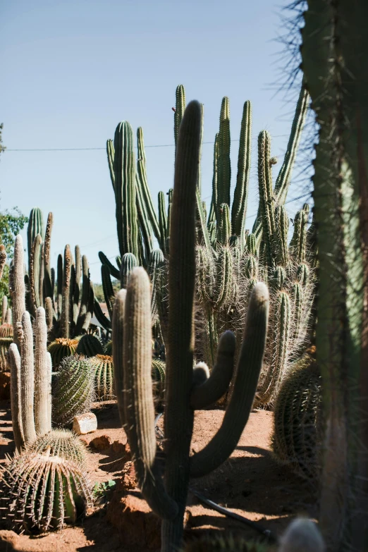 a group of cactus plants sitting on top of a dirt field, marrakech, vibrant greenery outside, large tall, brown