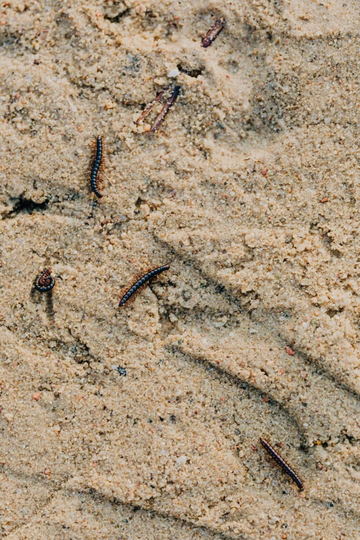 a bird that is standing in the sand, made of insects, split near the left, sandworm, in the center of the image