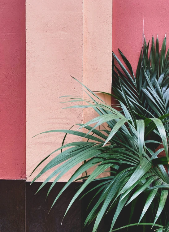 a potted plant in front of a pink wall, inspired by Ricardo Bofill, trending on unsplash, palm skin, full frame image, red building, close-up photograph