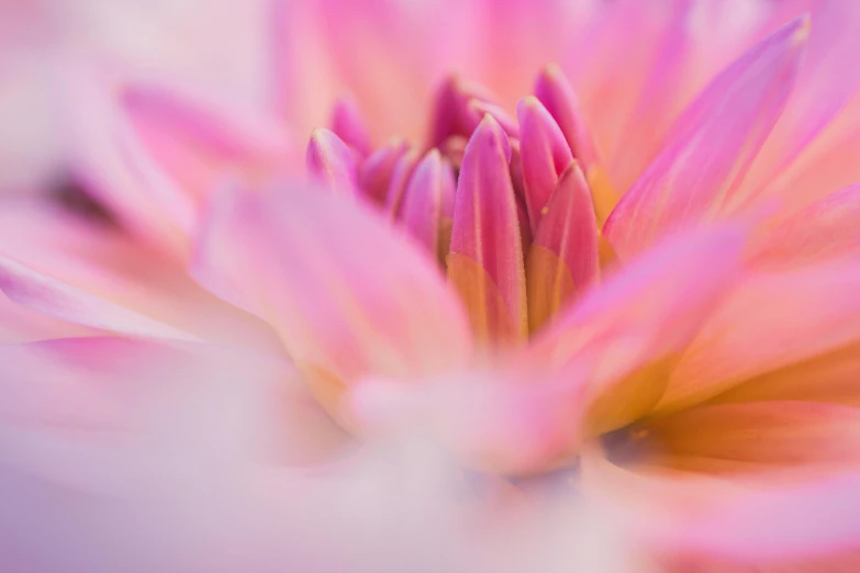 a close up view of a pink flower, a macro photograph, unsplash, colourful pastel, chrysanthemum eos-1d, lotus petals, multicoloured