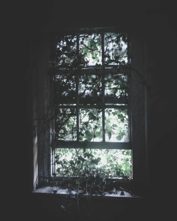 a window with vines growing out of it, an album cover, inspired by Elsa Bleda, unsplash contest winner, dark interior, trending on vsco, scary mood, alternate album cover