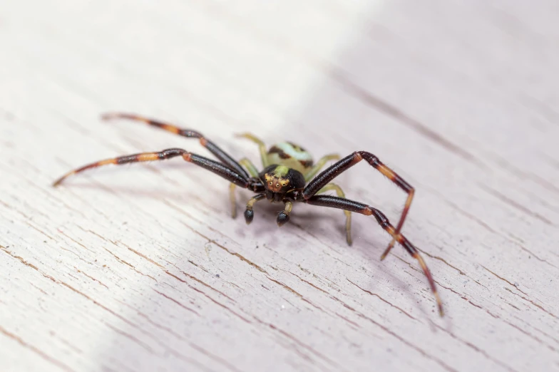 a close up of a spider on a wooden surface, by Matija Jama, unsplash, hurufiyya, gold green creature, on a white table, australian, female gigachad