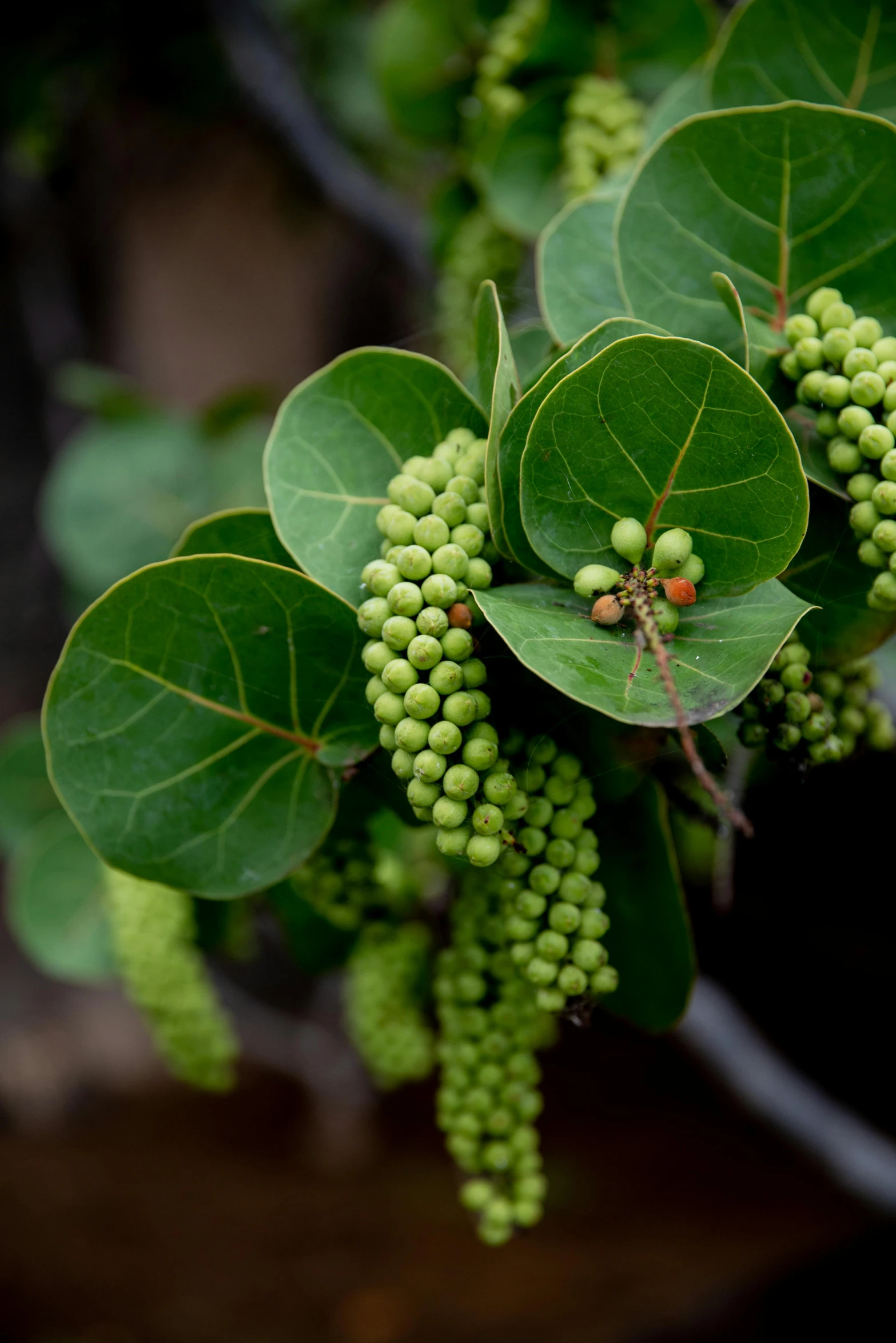 a close up of a plant with green berries, tropical leaves, sake, napa, floral growth