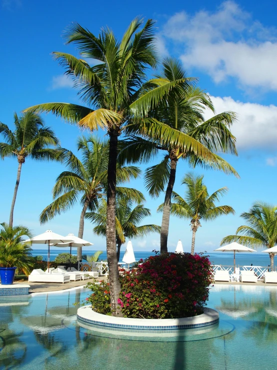 a large swimming pool surrounded by palm trees, views to the ocean, thumbnail, flowers around, february)
