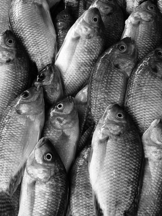 a bunch of fish sitting on top of a table, a black and white photo, by Yasushi Sugiyama, soft scale texture, closeup!!, andrzej marszalek, hindu