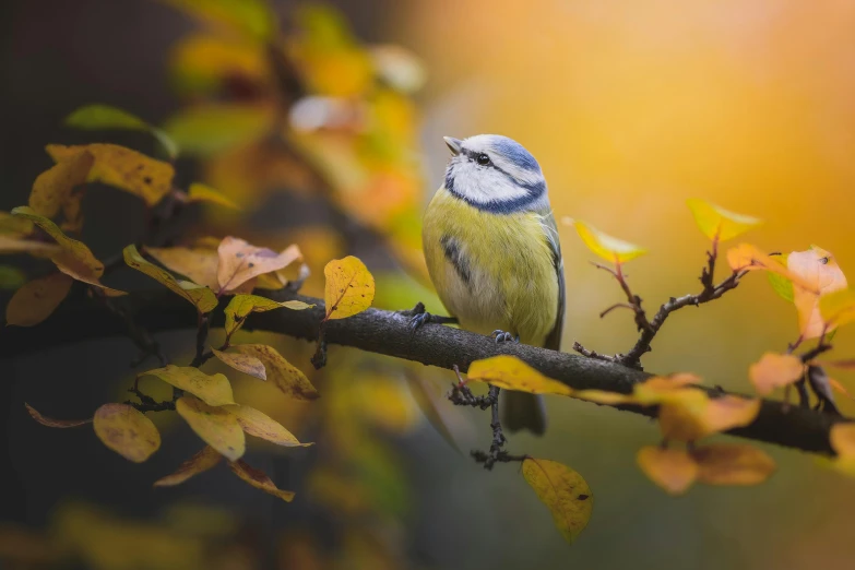 a small bird sitting on top of a tree branch, by Antoni Brodowski, unsplash contest winner, autumn colours, silver and yellow color scheme, “portrait of a cartoon animal, chartreuse and orange and cyan