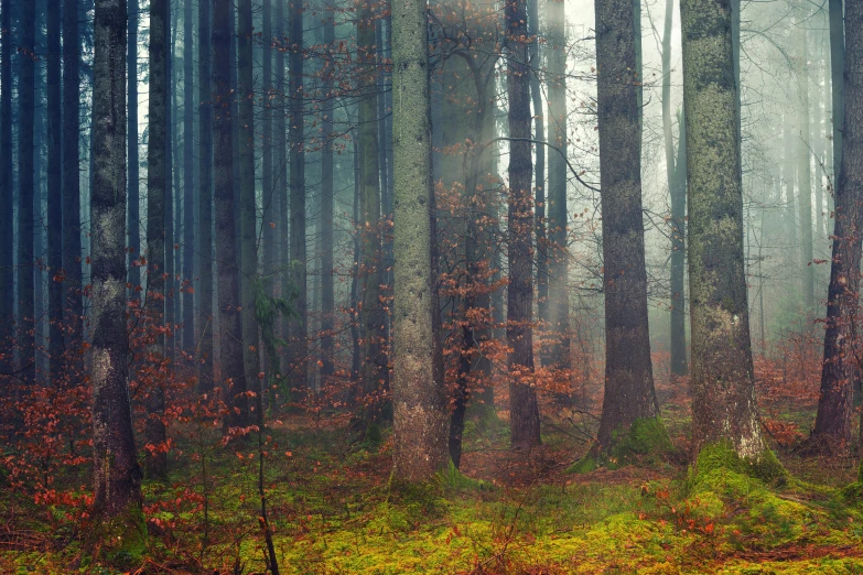 a forest filled with lots of tall trees, inspired by Elsa Bleda, pexels contest winner, romanticism, fog mads berg, forest floor, autumnal, ((trees))