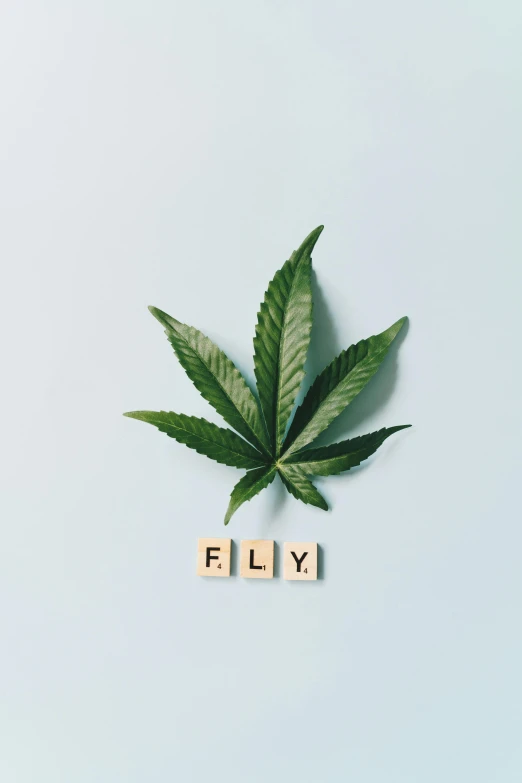 a marijuana leaf with the word fly spelled on it, an album cover, trending on pexels, flying aircrafts, clean minimalist design, buds, thumbnail