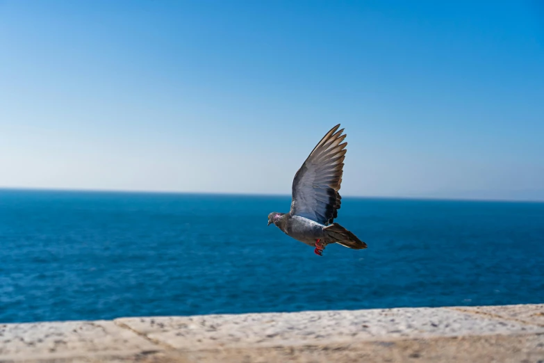 a pigeon flying over the ocean on a sunny day, by Simon Marmion, pexels contest winner, arabesque, lisbon, al fresco