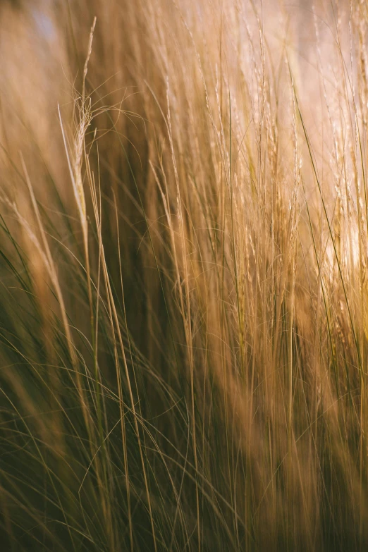 tall grass blowing in the wind on a sunny day, by David Simpson, trending on unsplash, gradient brown to silver, hair texture, grain”, evening light