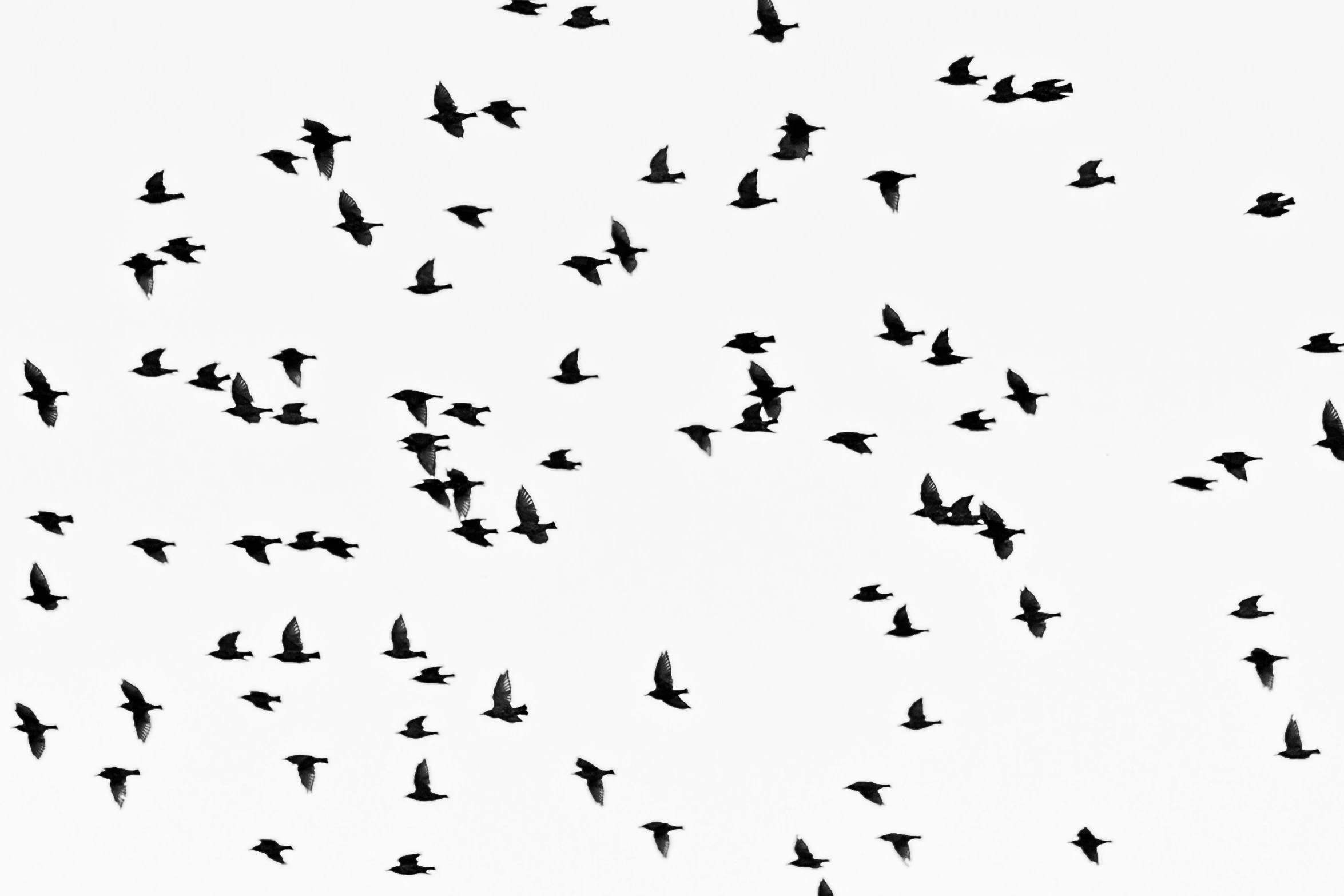 a flock of birds flying in the sky, by Matija Jama, pexels, minimalism, black on white paper, 1024x1024, full width, birds eye