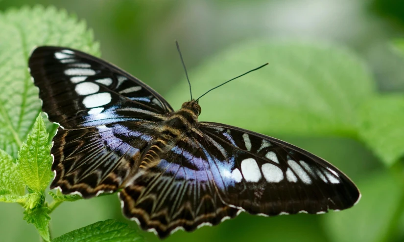 a close up of a butterfly on a leaf, green and blue, black-and-white, fan favorite, exterior shot