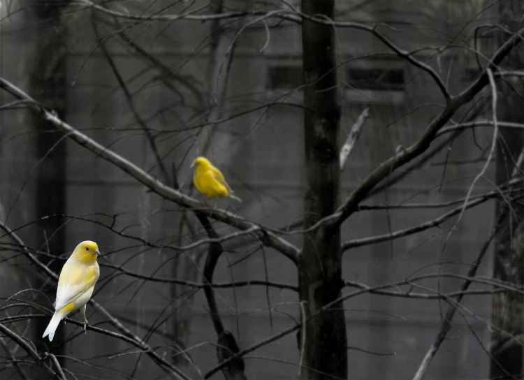 a couple of yellow birds sitting on top of a tree, inspired by Elsa Bleda, pexels contest winner, photorealism, gloomy weather, a blond, wu liu, an abandoned