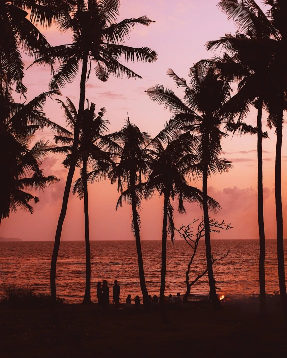 a group of palm trees sitting on top of a beach, by Maggie Hamilton, pexels contest winner, summer evening, brown and pink color scheme, album cover, fishing