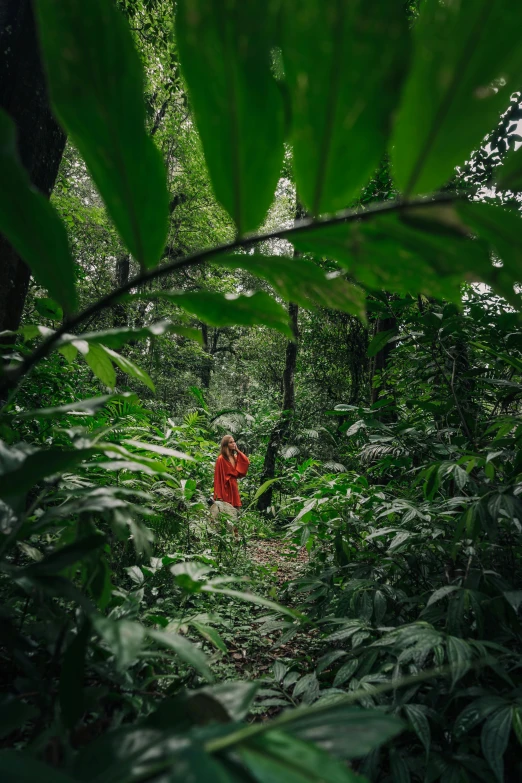 a person walking through a lush green forest, sumatraism, green and red plants, instagram post, explorer, [ cinematic