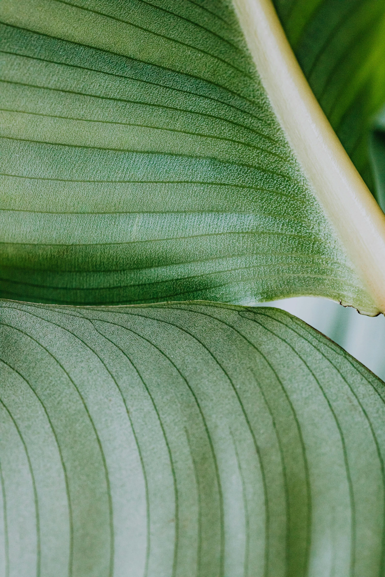 a close up of a leaf of a plant, orchid stems, sustainable materials, muted green, highly polished