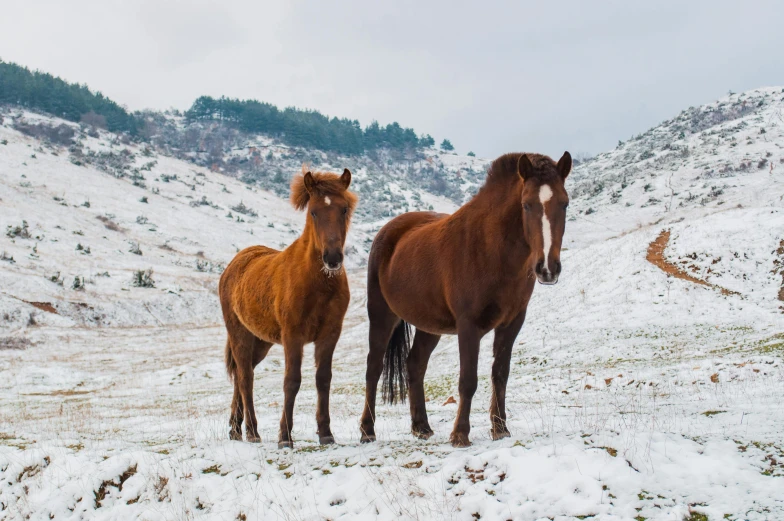 a couple of horses standing on top of a snow covered field, in the hillside, profile image