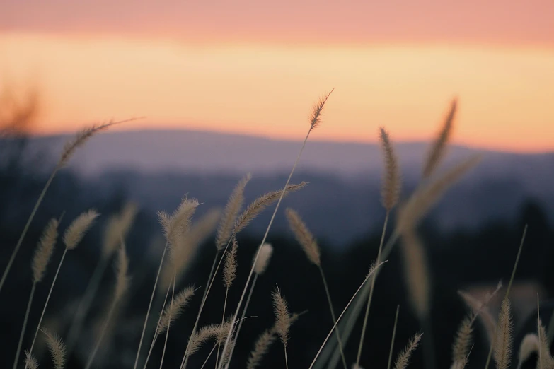 a field of tall grass with a sunset in the background, pexels contest winner, aestheticism, pale pink grass, overlooking a valley, ((sunset)), evening lights