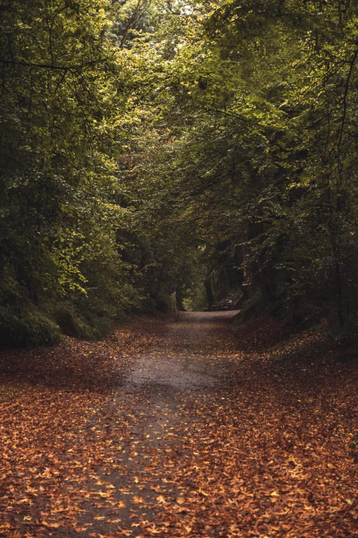 a dirt road surrounded by trees and leaves, by Jacob Toorenvliet, fall leaves on the floor, irish forest, muted colors. ue 5, multiple stories